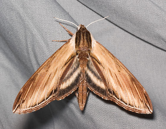 Photo of Laurel sphinx