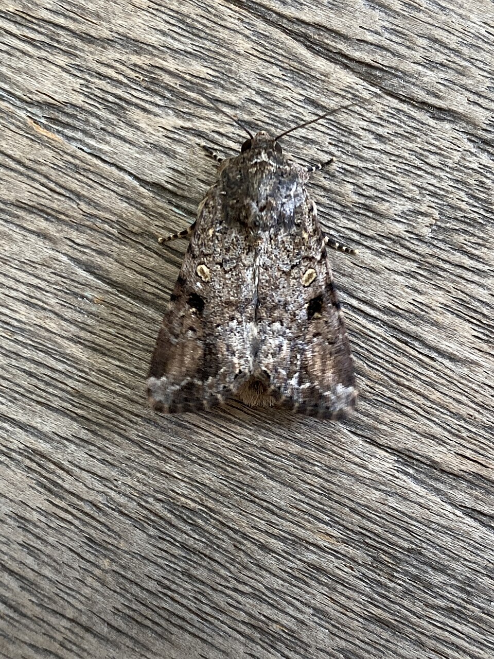 Photo of Lawn armyworm moth
