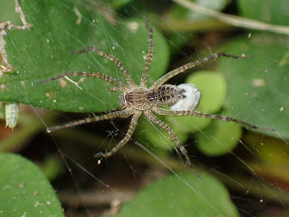 Photo of Lawn wolf spider