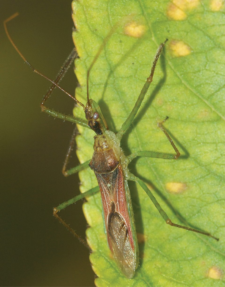 Photo of Leafhopper assassin bug