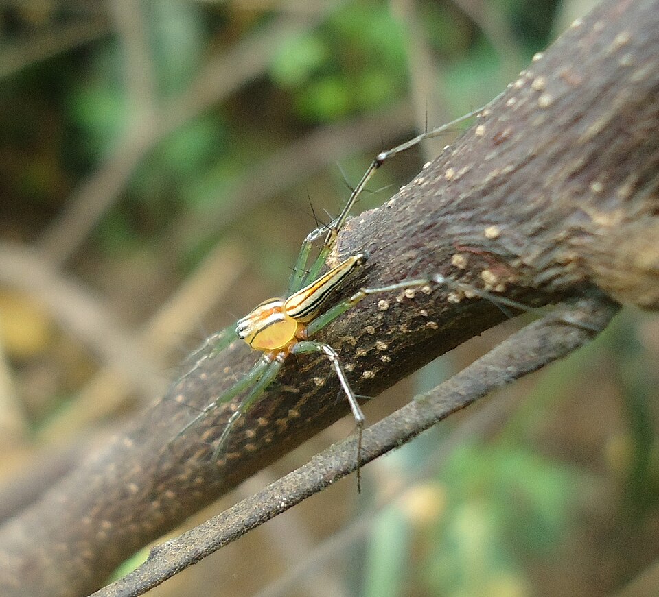 Photo of Lean lynx spider