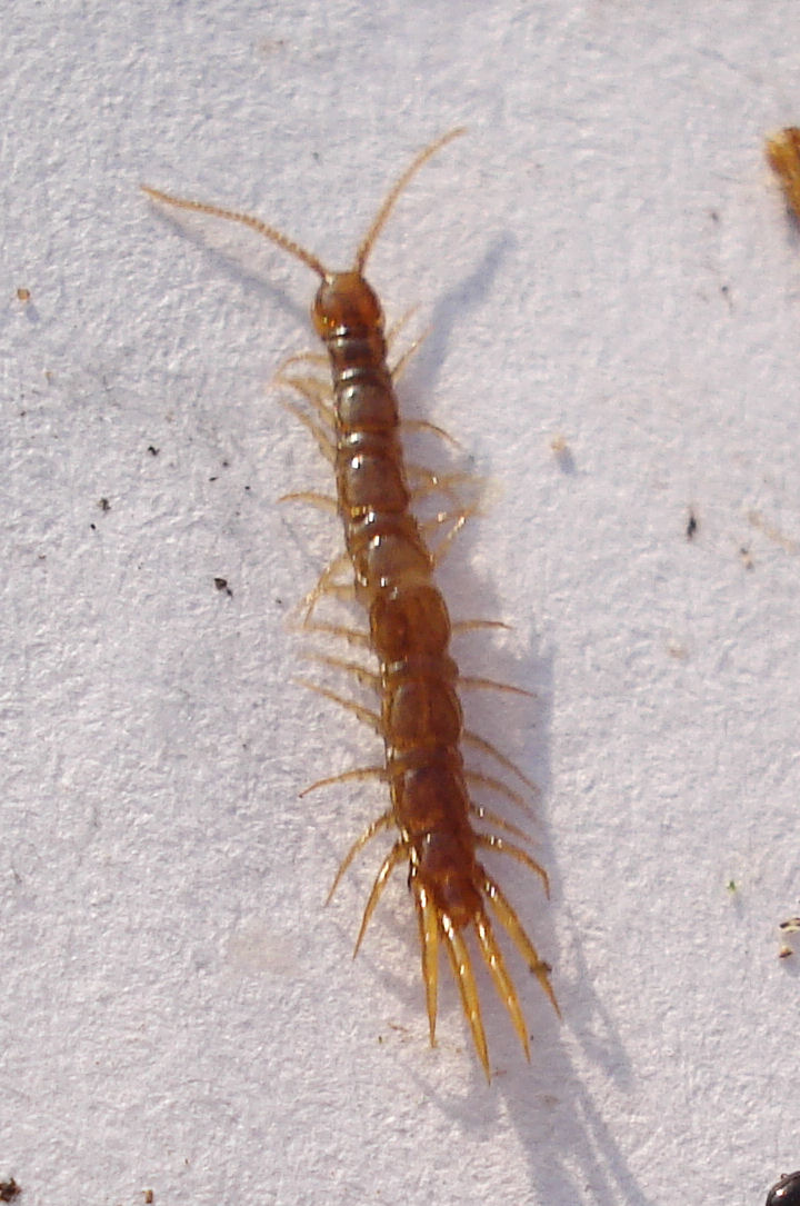 Photo of Least lithobius