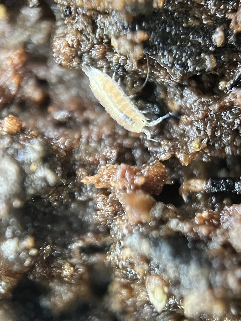 Photo of Least pygmy woodlouse