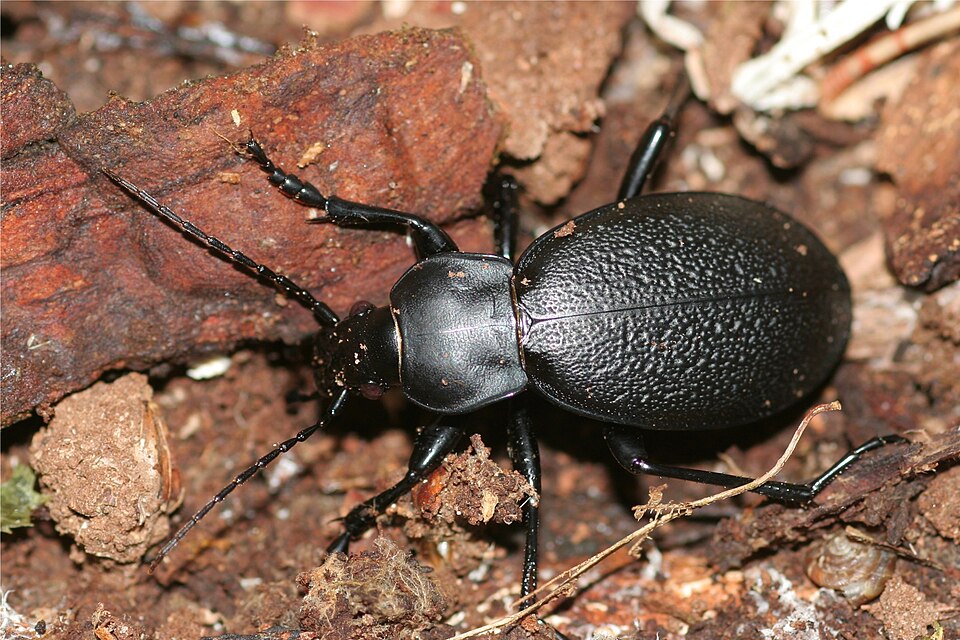 Photo of Leather beetle