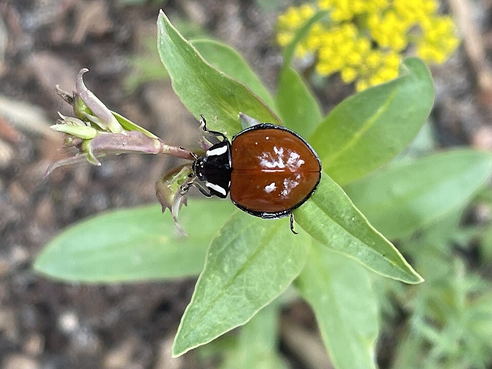 Photo of LeConte's giant lady beetle