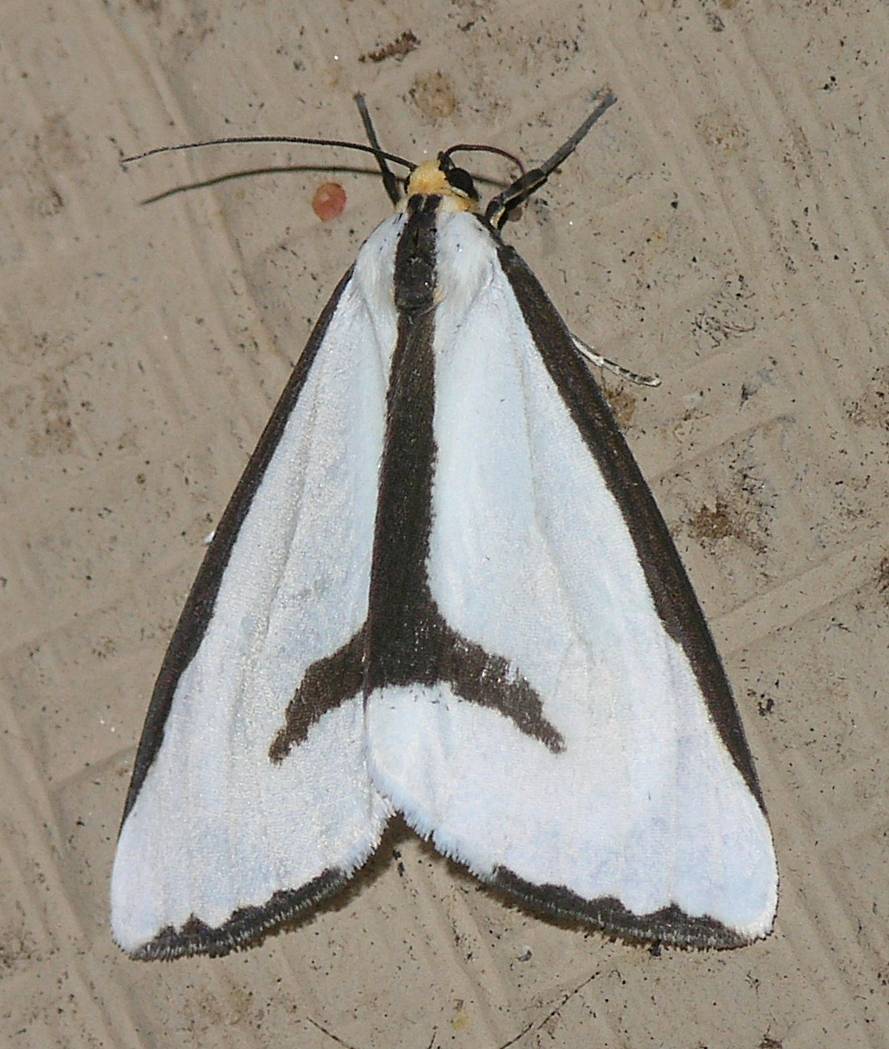 Photo of Leconte's haploa moth