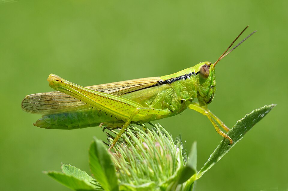 Photo of Leek grasshopper