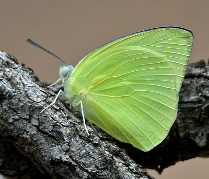 Photo of Lemon migrant