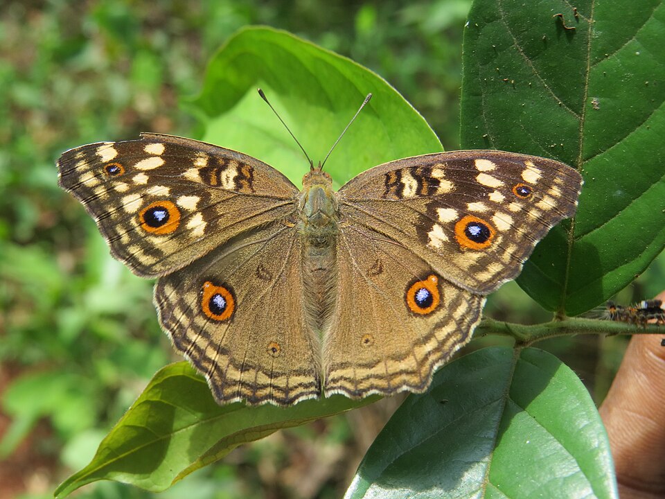 Photo of Lemon pansy