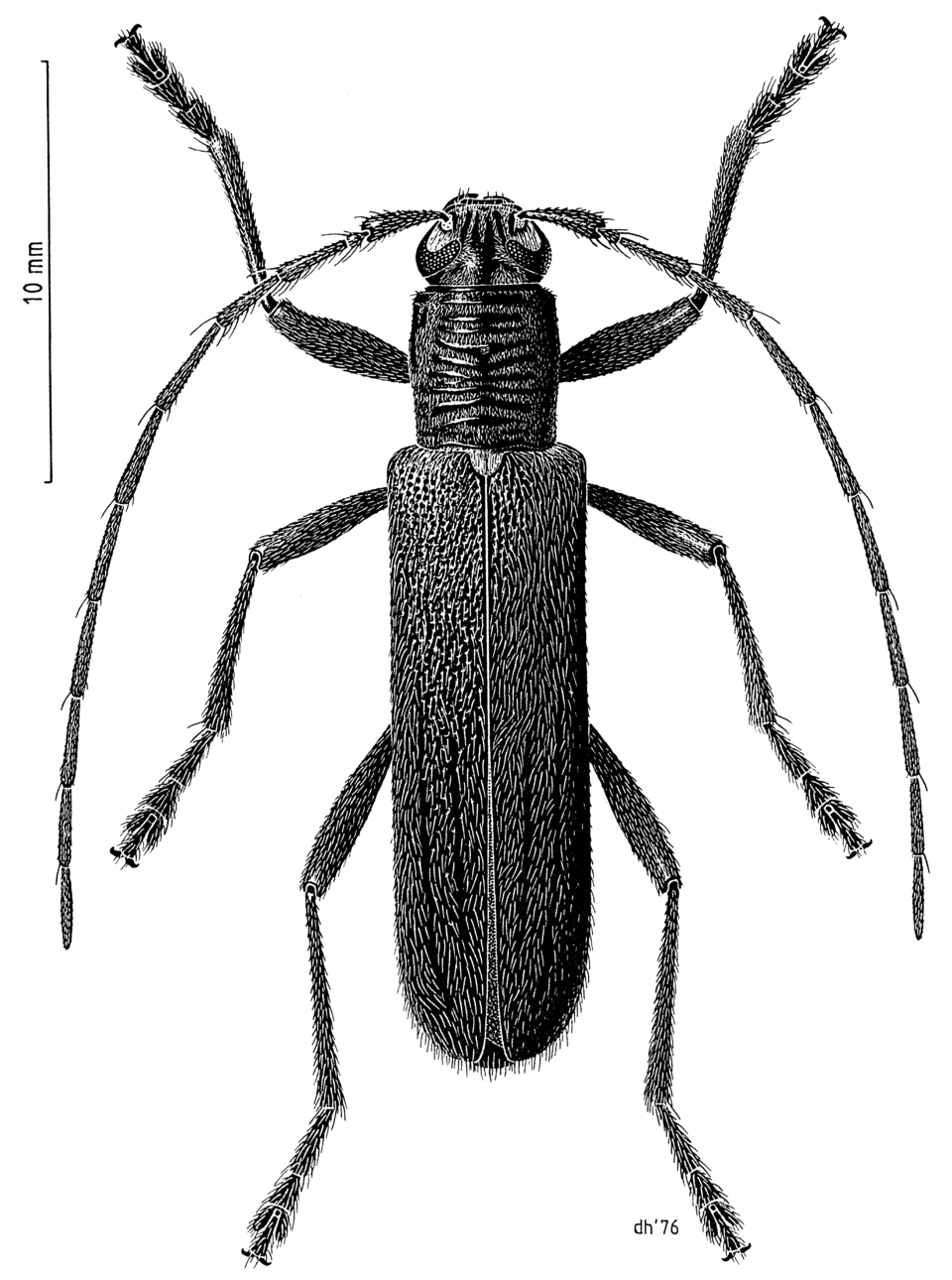Photo of Lemon tree borer