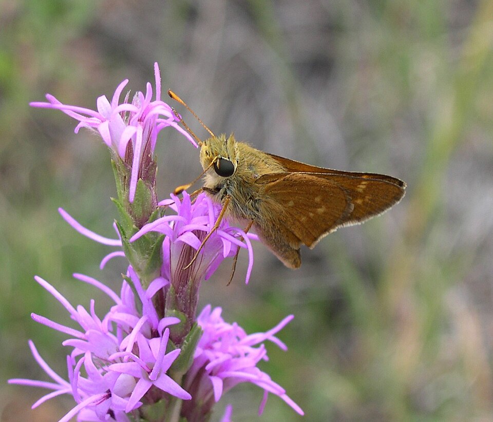 Photo of Leonard's skipper