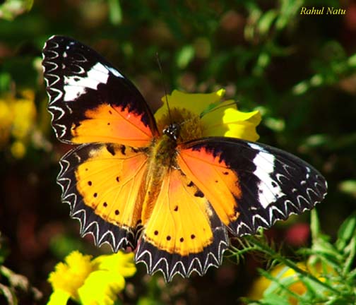 Photo of Leopard lacewing butterfly