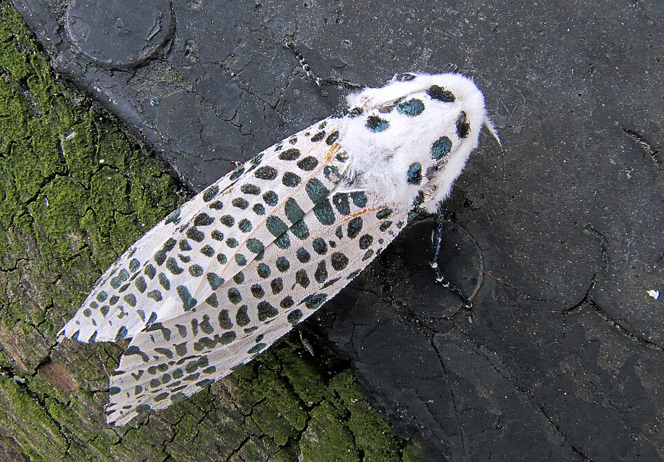 Photo of Leopard moth