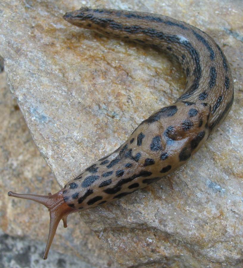 Photo of Leopard slug