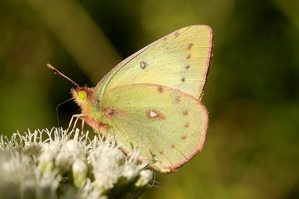 Photo of Lesbia clouded yellow