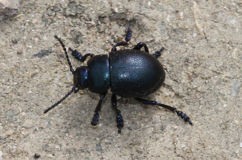 Photo of Lesser bloody-nosed beetle