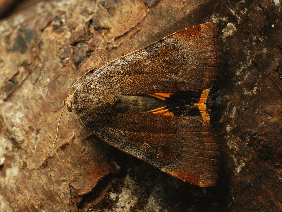 Photo of Lesser broad-bordered yellow underwing