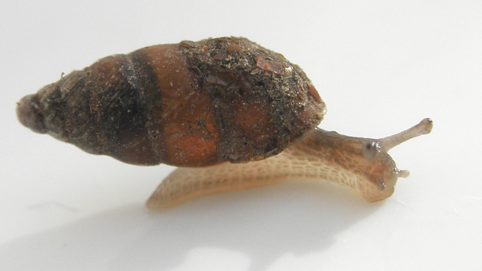 Photo of Lesser bulin