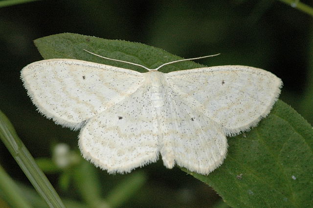 Photo of Lesser cream wave