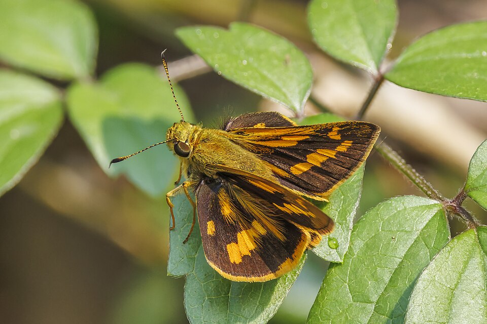 Photo of Lesser dart