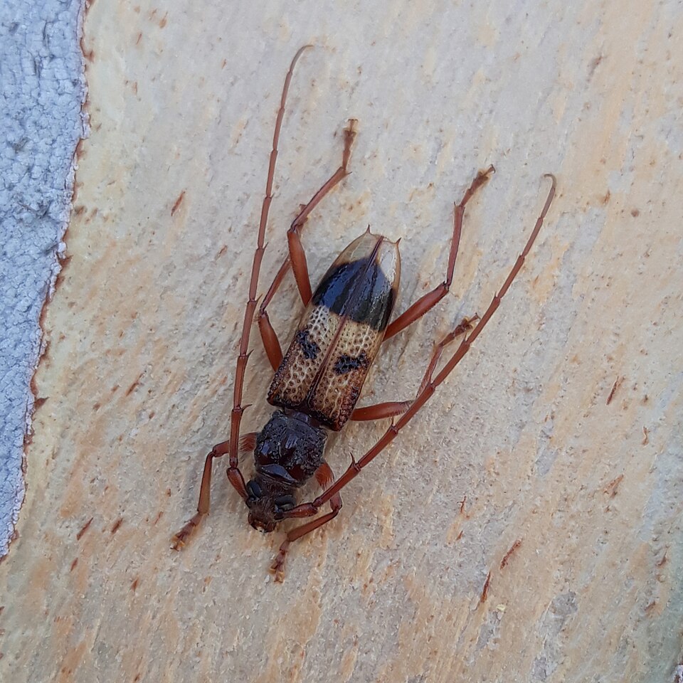 Photo of Lesser eucalyptus longhorn beetle