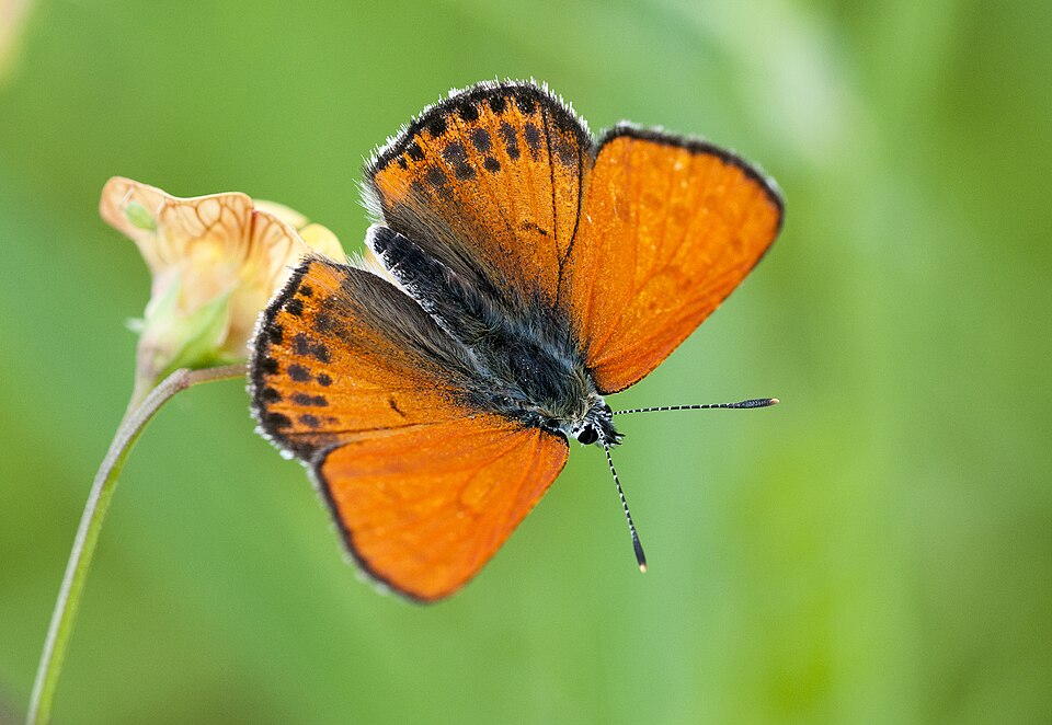 Photo of Lesser fiery copper