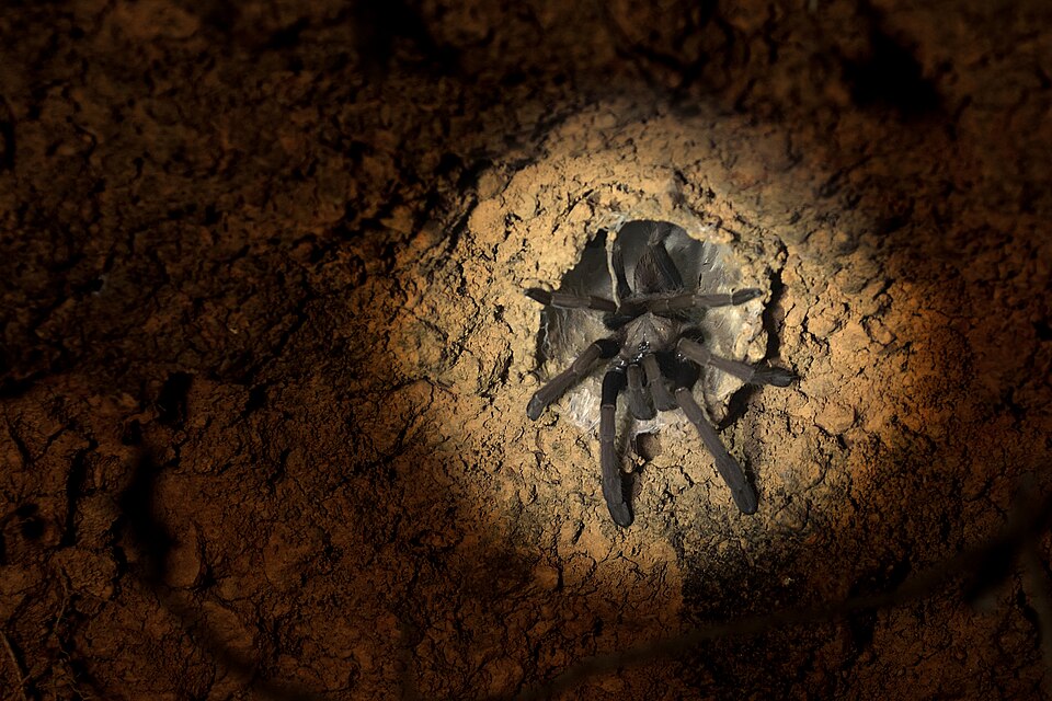 Photo of Lesser Goa mustard tarantula