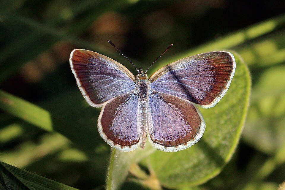 Photo of Lesser grass blue