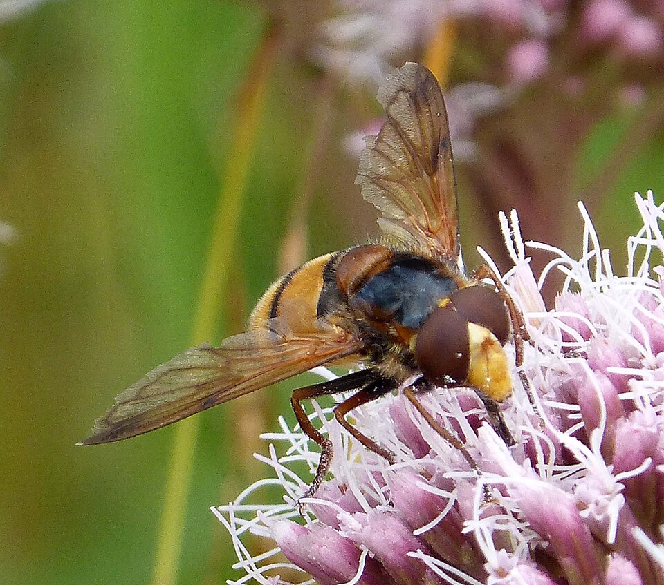 Photo of Lesser hornet hoverfly