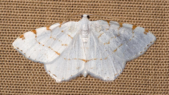 Photo of Lesser maple spanworm moth
