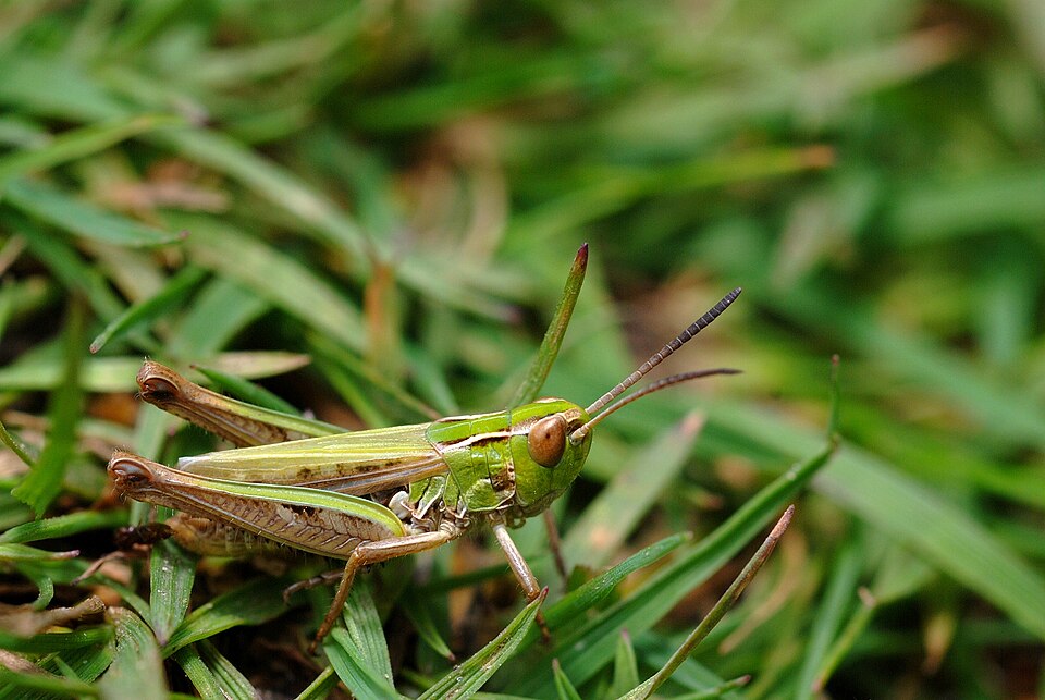 Photo of Lesser mottled grasshopper