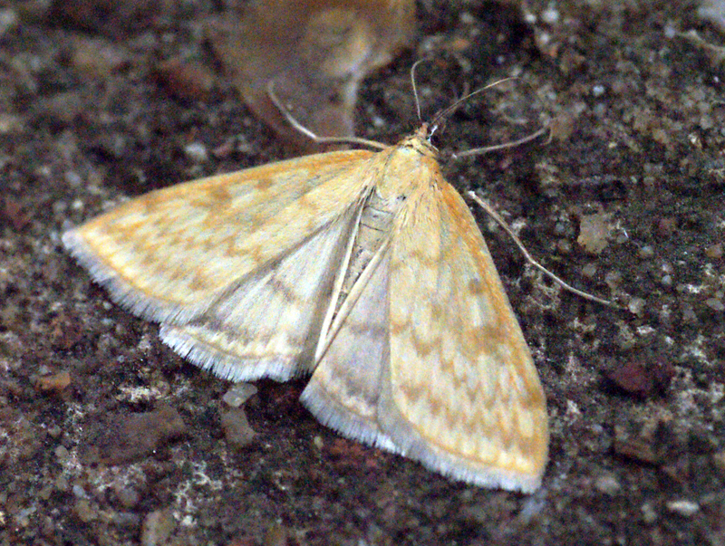 Photo of Lesser pearl
