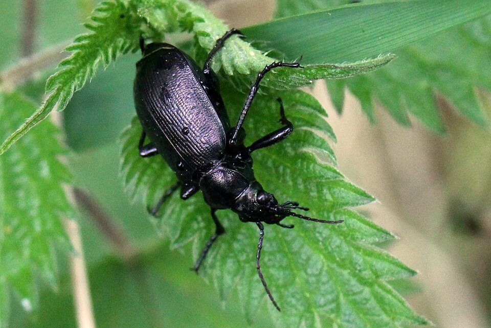 Photo of Lesser searcher beetle