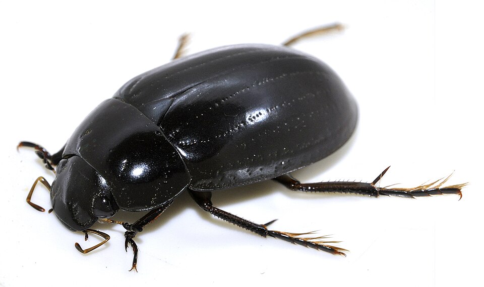 Photo of Lesser silver water beetle