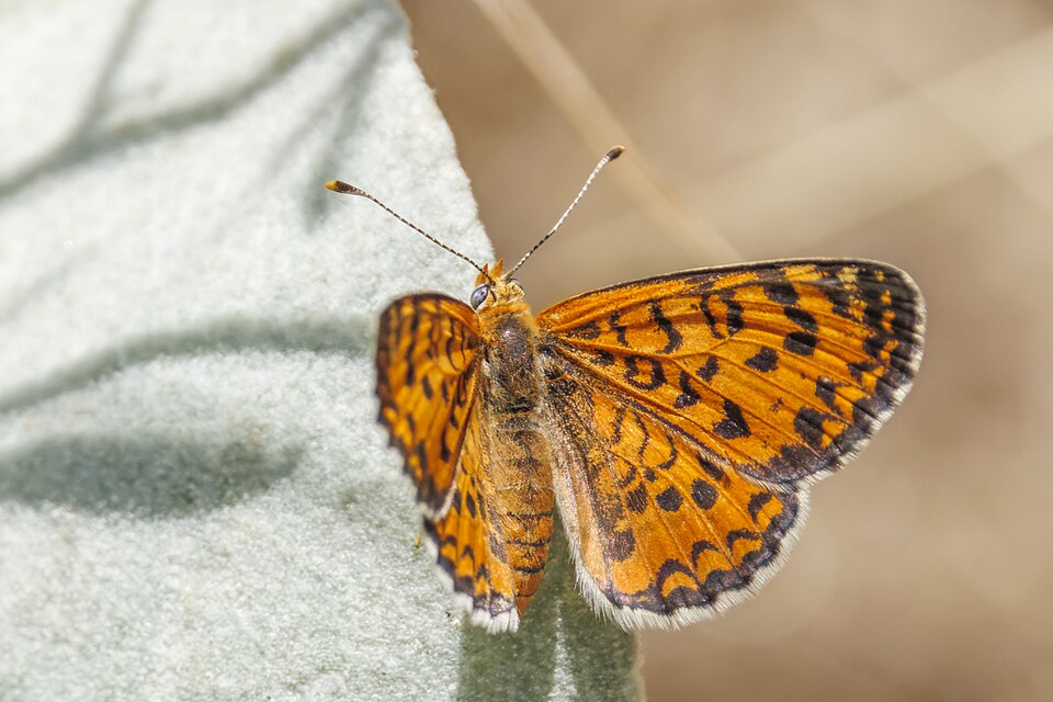 Photo of Lesser spotted fritillary