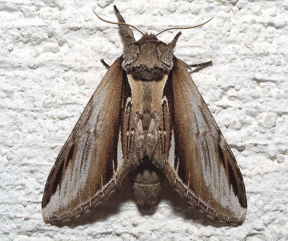 Photo of Lesser swallow prominent