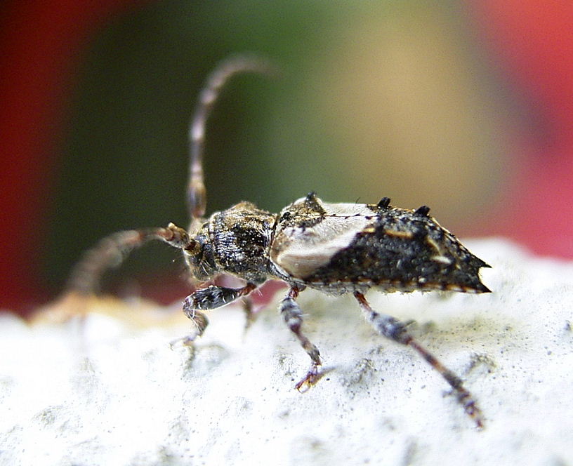 Photo of Lesser thorn-tipped longhorn beetle