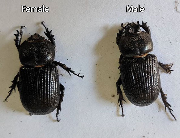 Photo of Lesser triceratops beetle