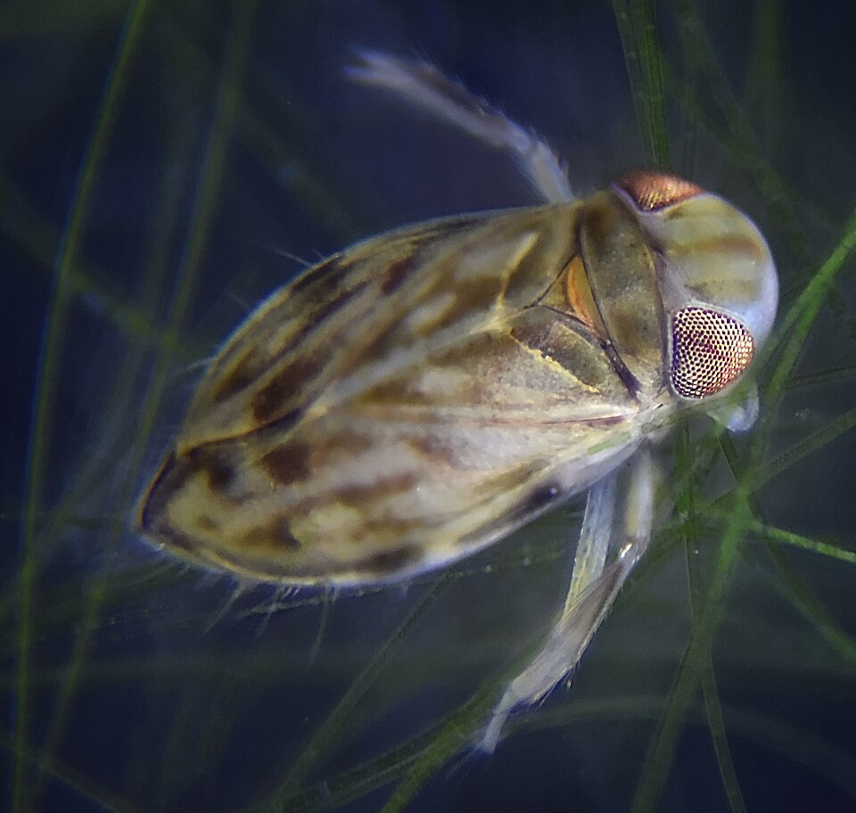 Photo of Lesser water boatman