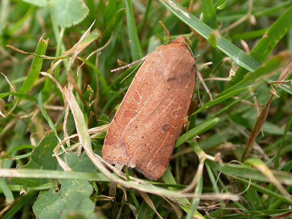 Photo of Lesser yellow underwing