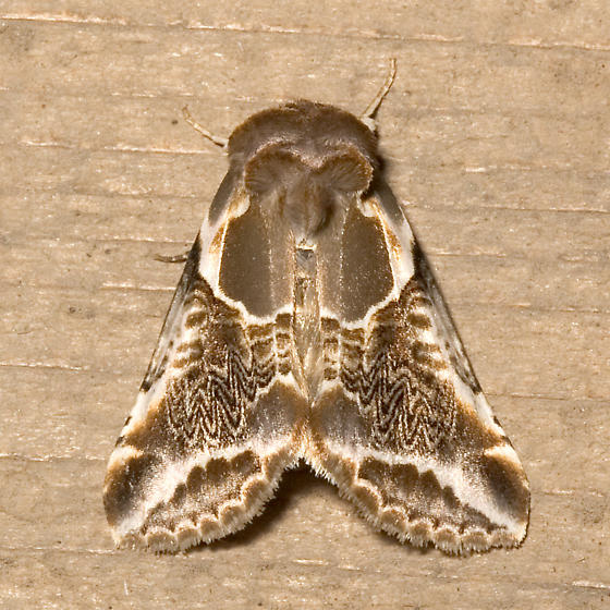 Photo of Lettered habrosyne moth