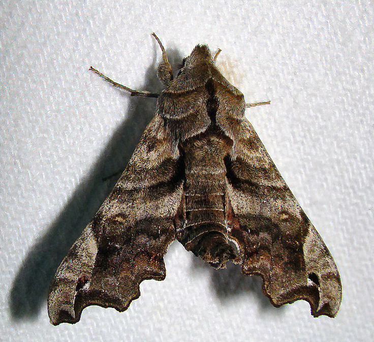 Photo of Lettered sphinx