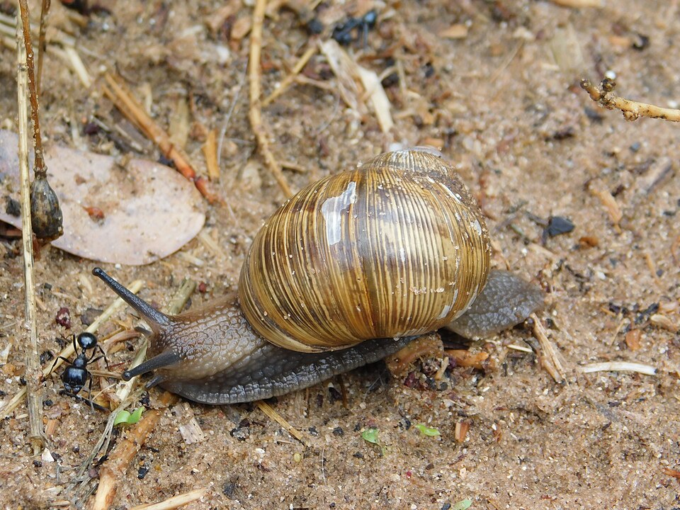 Photo of Levantine field snail