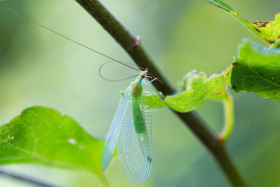 Photo of Lichen-carrying green lacewing