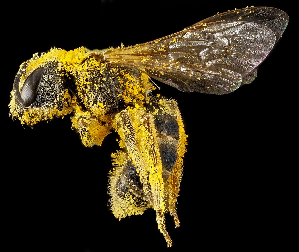 Photo of Ligated furrow bee