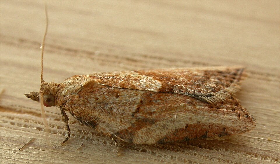 Photo of Light brown apple moth