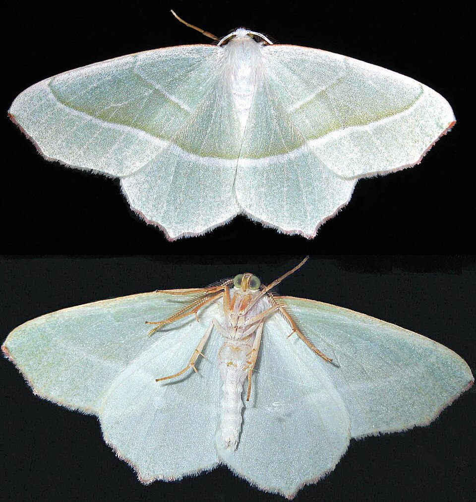 Photo of Light emerald