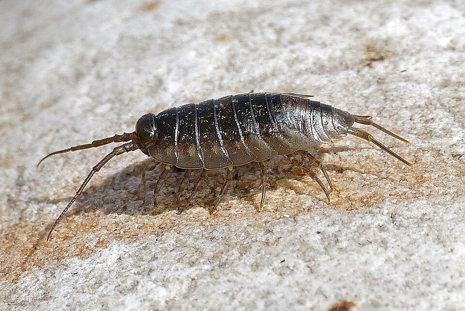 Photo of Sea-slater