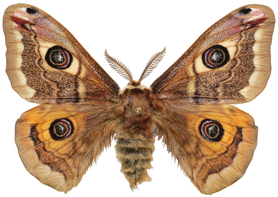 Photo of Ligurian emperor