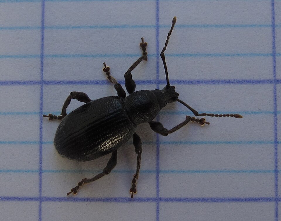 Photo of Lilac root weevil